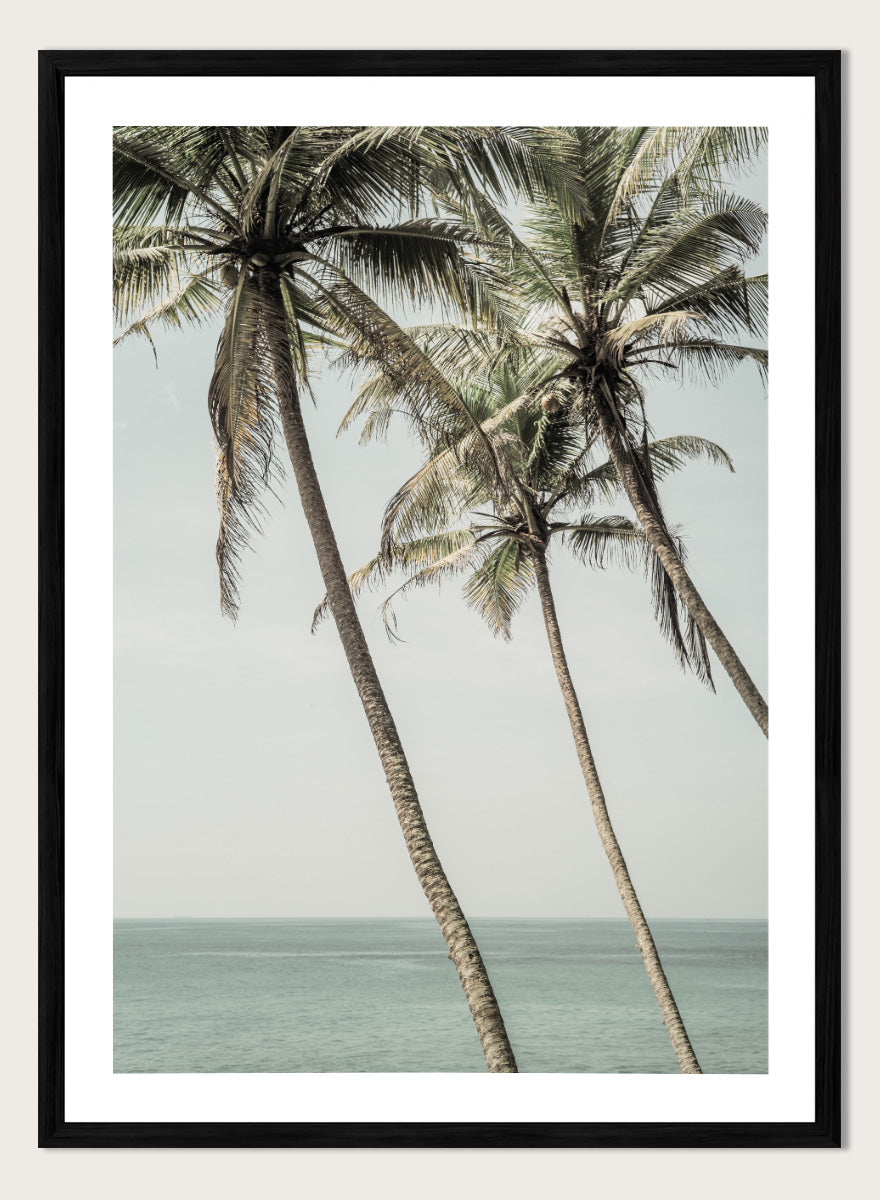A framed art print featuring three leaning palm trees against a pale sky and ocean horizon. Ocean Breeze Palms by Shot by Clint coastal art print featuring tall palm trees, soft blue ocean views, and an airy tropical landscape.