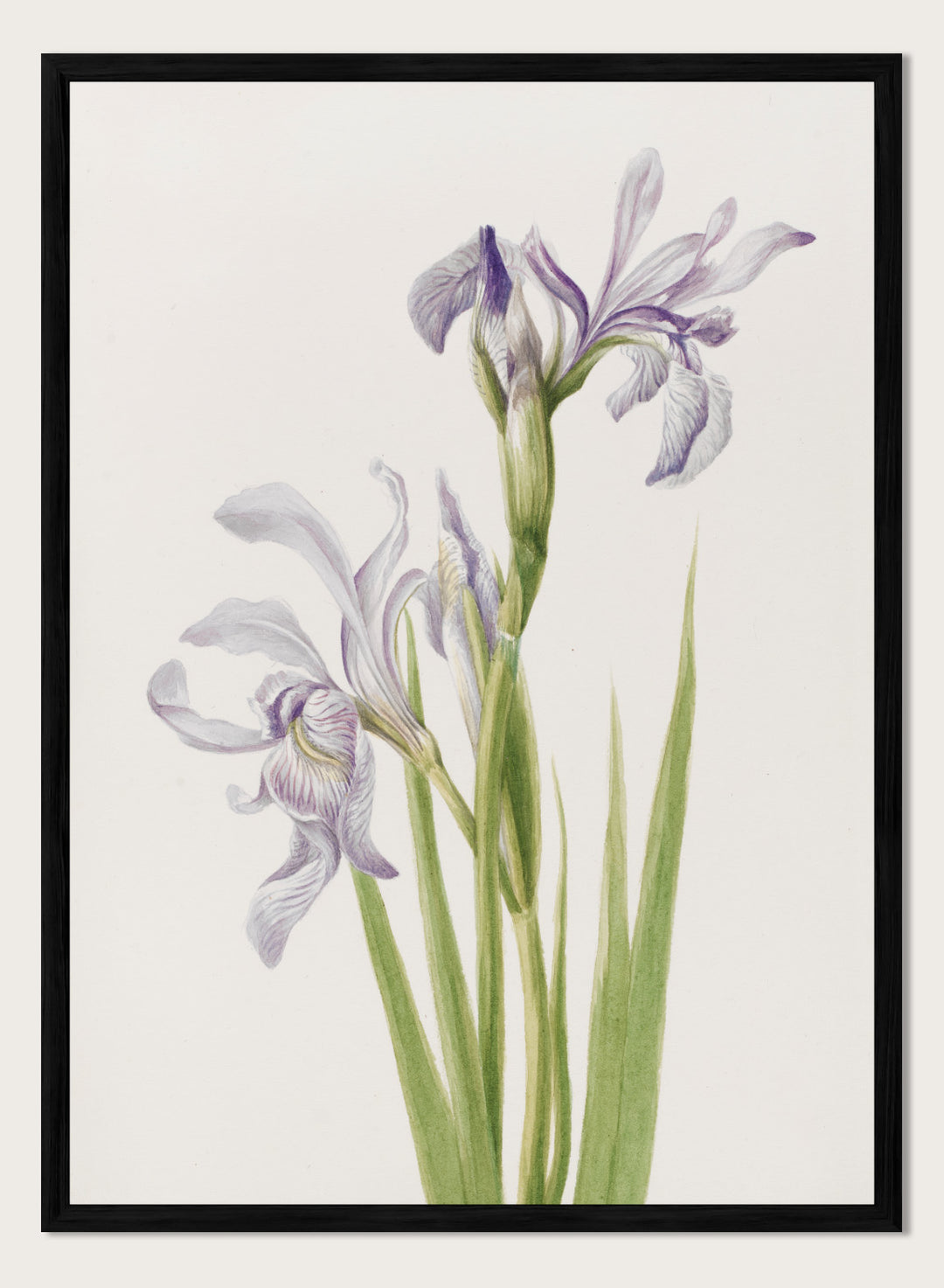 "Western Blue Flag" Art Print