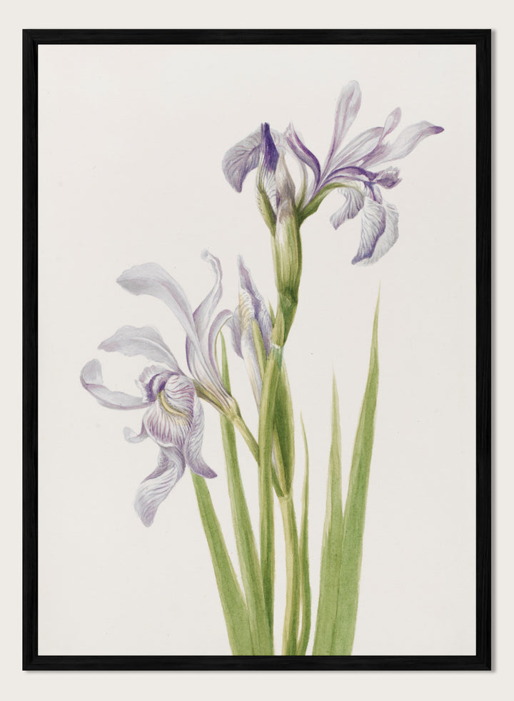 "Western Blue Flag" Art Print