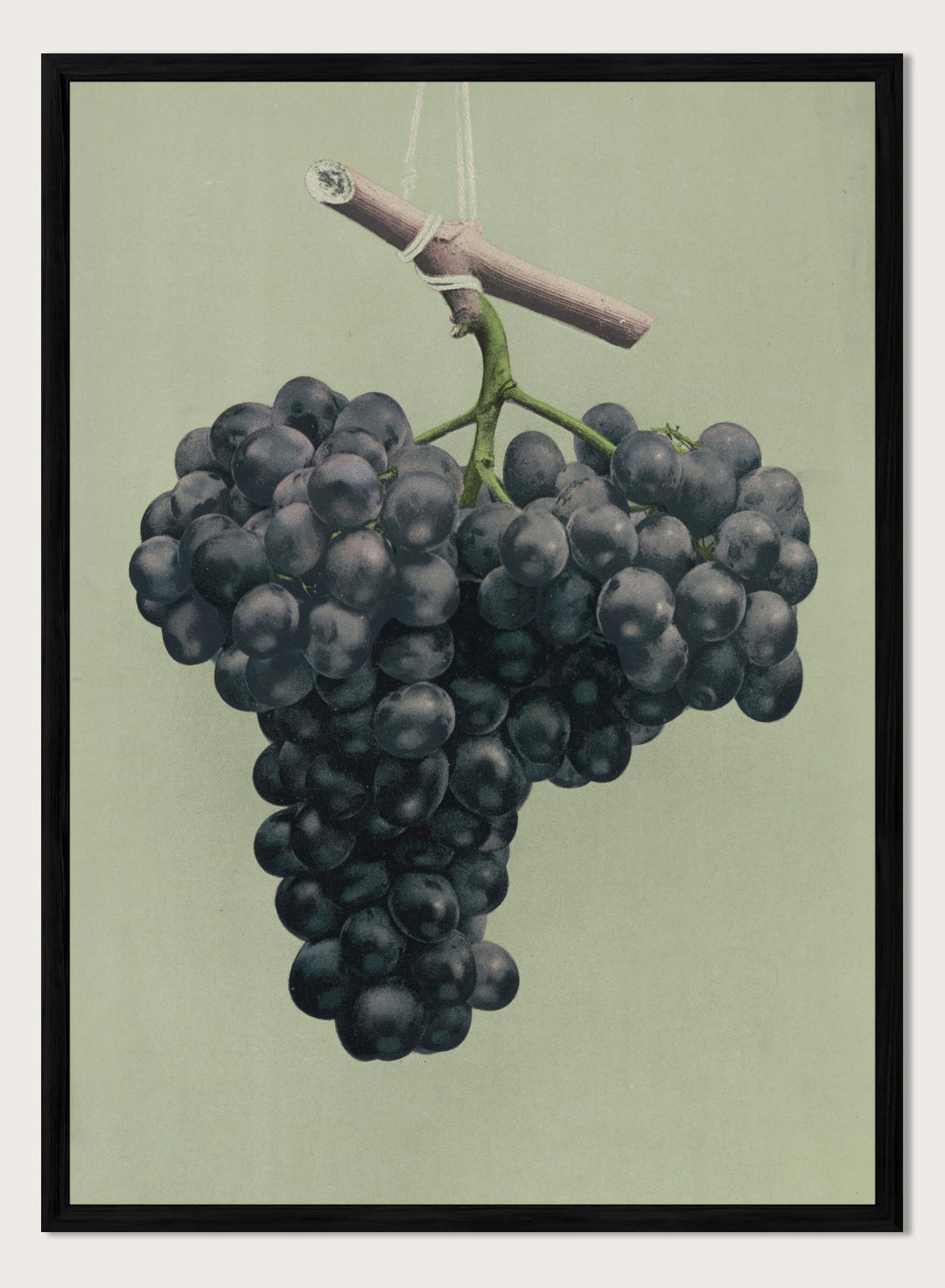 "Prize Black Alicante Grapes" Art Print