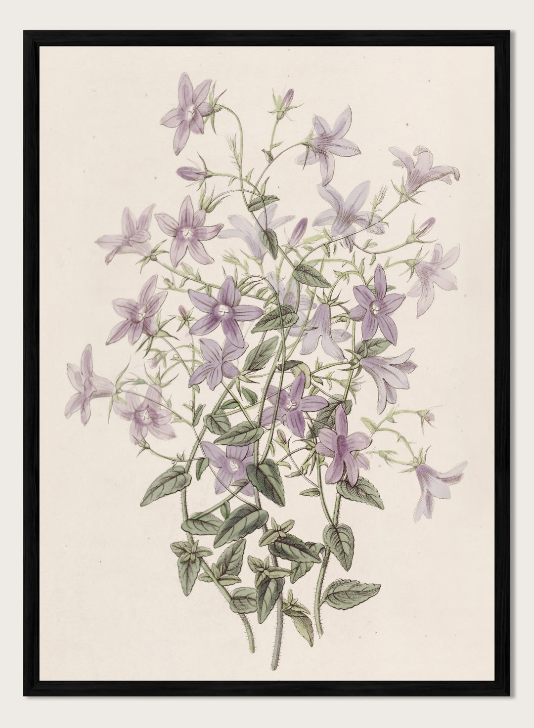 "Laefling’s Bellflower" Art Print