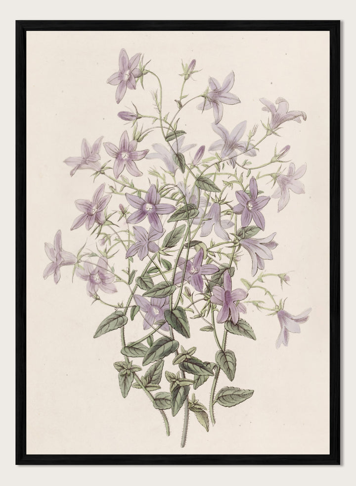 "Laefling’s Bellflower" Art Print