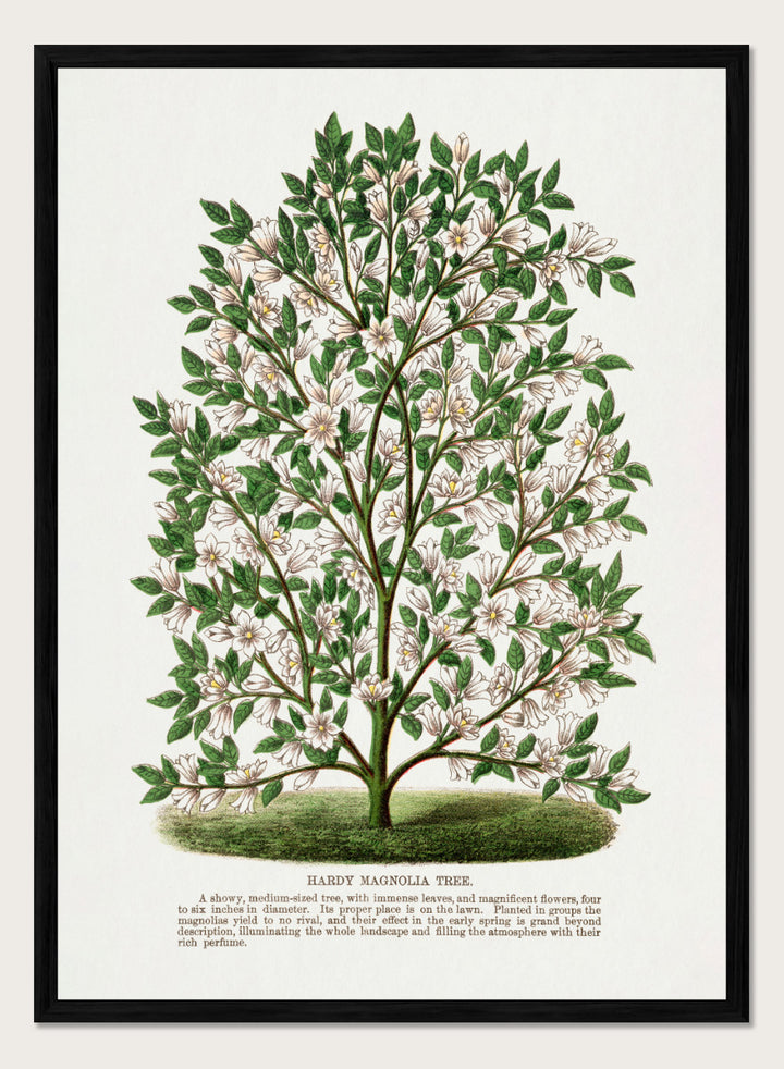 A vintage botanical illustration of a Hardy Magnolia tree, featuring detailed green leaves and clusters of white flowers, with a printed caption at the bottom on an off-white background. Shop the Hardy Magnolia Tree art print by Botanical Specimen Rochester Lithographing, a vintage botanical illustration featuring white magnolia flowers, green foliage, and original specimen text.
