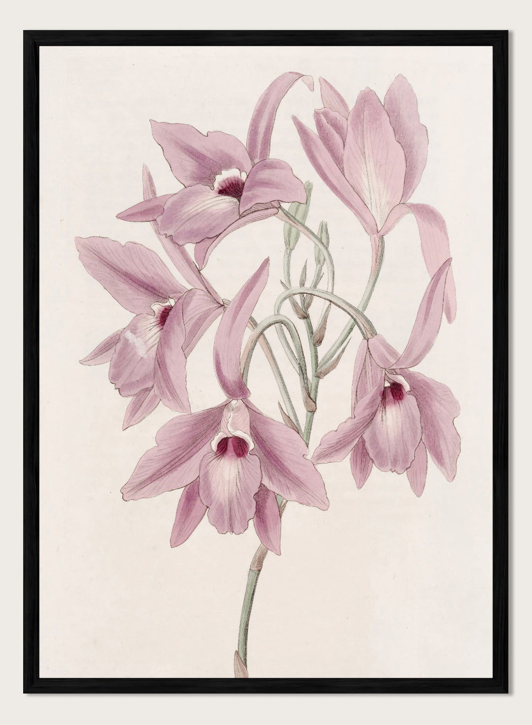 "Long-stalked Laelia" Art Print