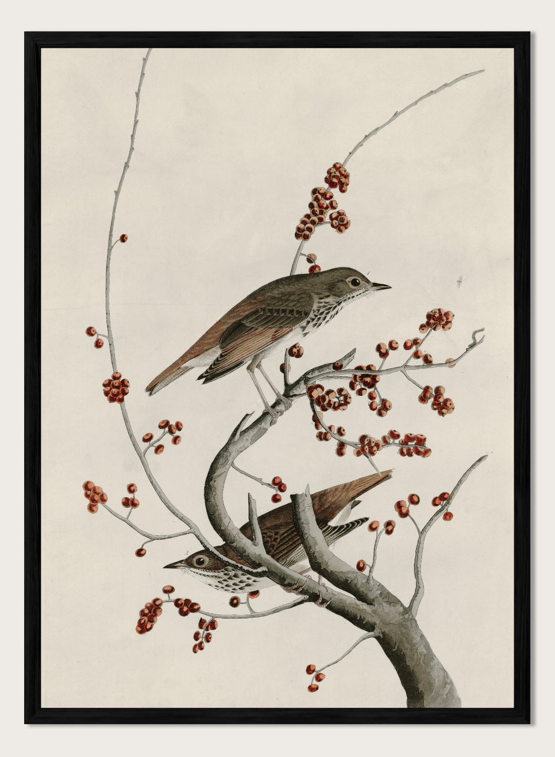 "Hermit Thrush" Art Print