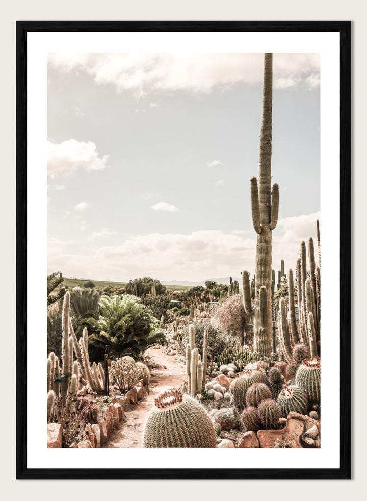 A framed art print depicting a desert landscape with various cacti and a tall saguaro under a cloudy sky. Cactus Farm by Shot by Clint desert photography print featuring towering cacti, winding garden paths, warm stone, and layered botanical texture.