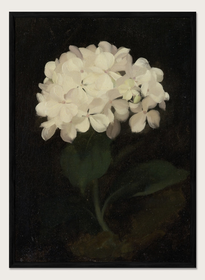 "White Hydrangea" Art Print