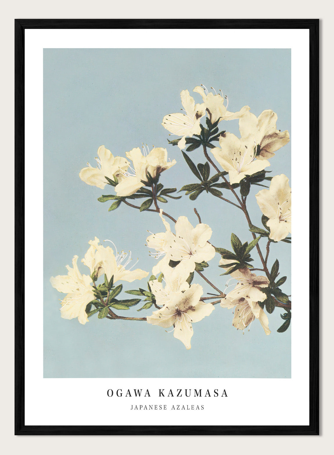 Ogawa Kazumasa White Azaleas Flowers Vintage Japanese Photograph