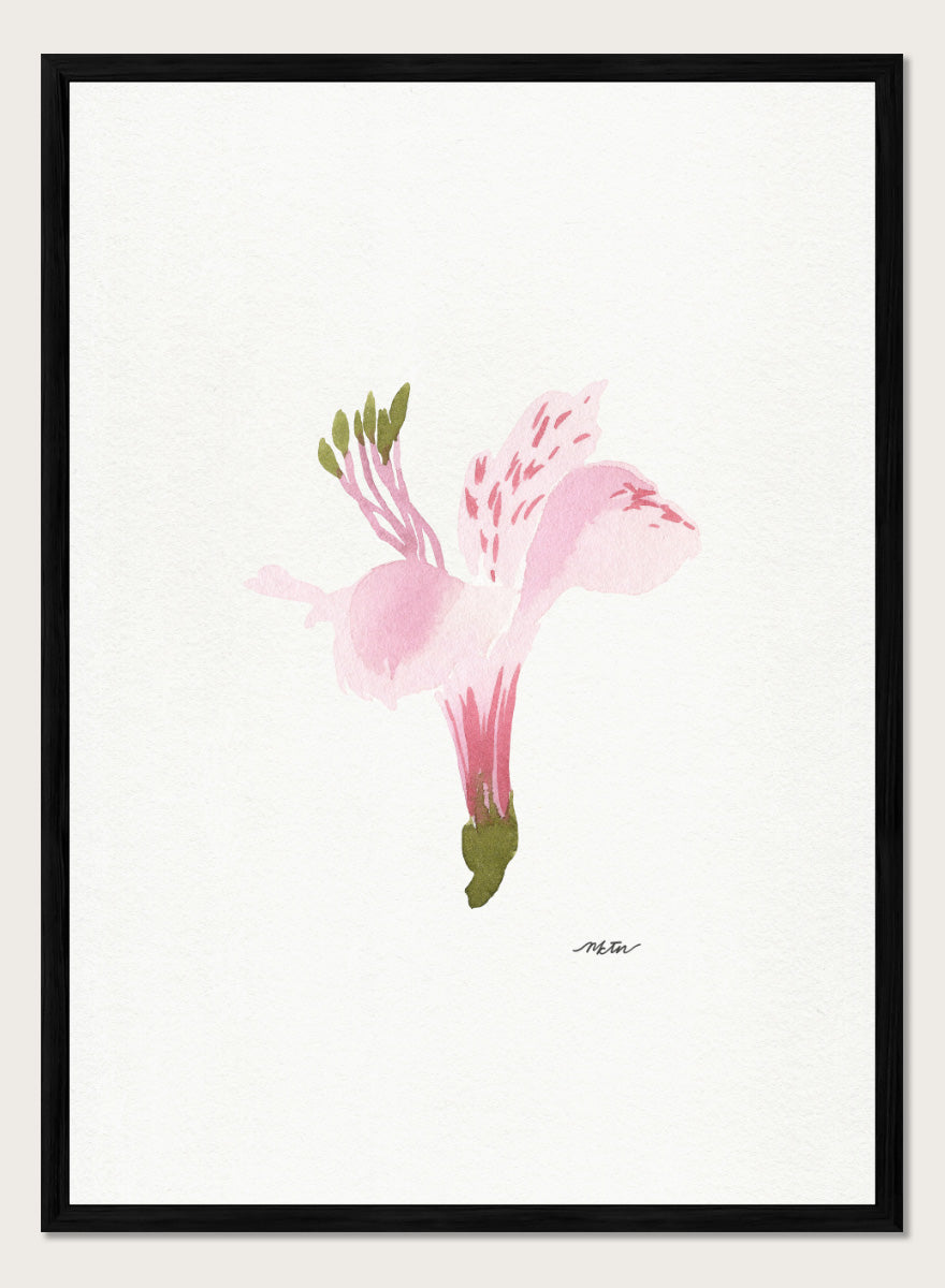 Shop Soft Pink Alstroemeria flower by NKTN, a botanical wall art print poster featuring a single pink alstroemeria flower in a delicate watercolor style.