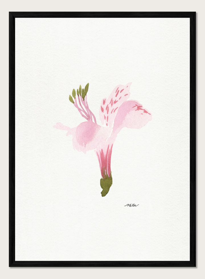 Shop Soft Pink Alstroemeria flower by NKTN, a botanical wall art print poster featuring a single pink alstroemeria flower in a delicate watercolor style.