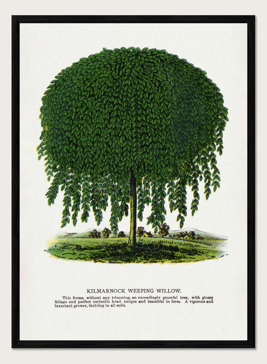 Vintage botanical illustration of a Kilmarnock weeping willow tree, shown with a rounded crown and long drooping green leaves on a white background with printed text below. Shop the Kilmarnock Weeping Willow art print by Botanical Specimen Rochester Lithographing, a vintage botanical tree illustration wit green foliage and original 1900 specimen text.