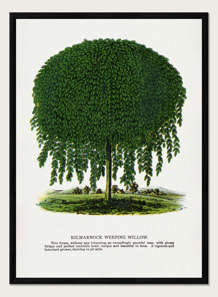 Vintage botanical illustration of a Kilmarnock weeping willow tree, shown with a rounded crown and long drooping green leaves on a white background with printed text below. Shop the Kilmarnock Weeping Willow art print by Botanical Specimen Rochester Lithographing, a vintage botanical tree illustration wit green foliage and original 1900 specimen text.