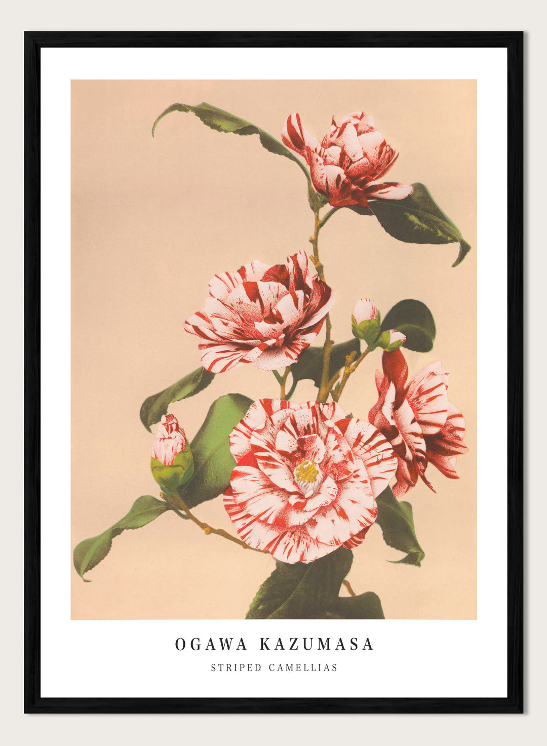 Ogawa Kazumasa Red Striped Camellias Flowers Japanese Art Print OK06