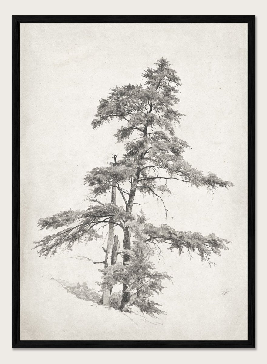 Vintage European Rustic Neutral Trees Pencil Sketch Drawing Wall