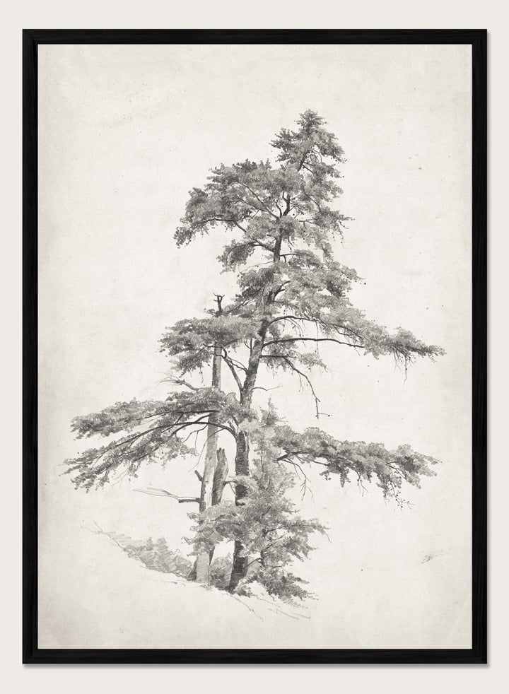 "Trees, West Virginia" Sketch Art Print