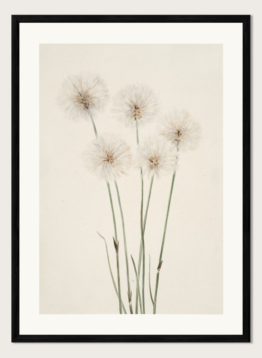 "Slender Cotton-Grass" Art Print