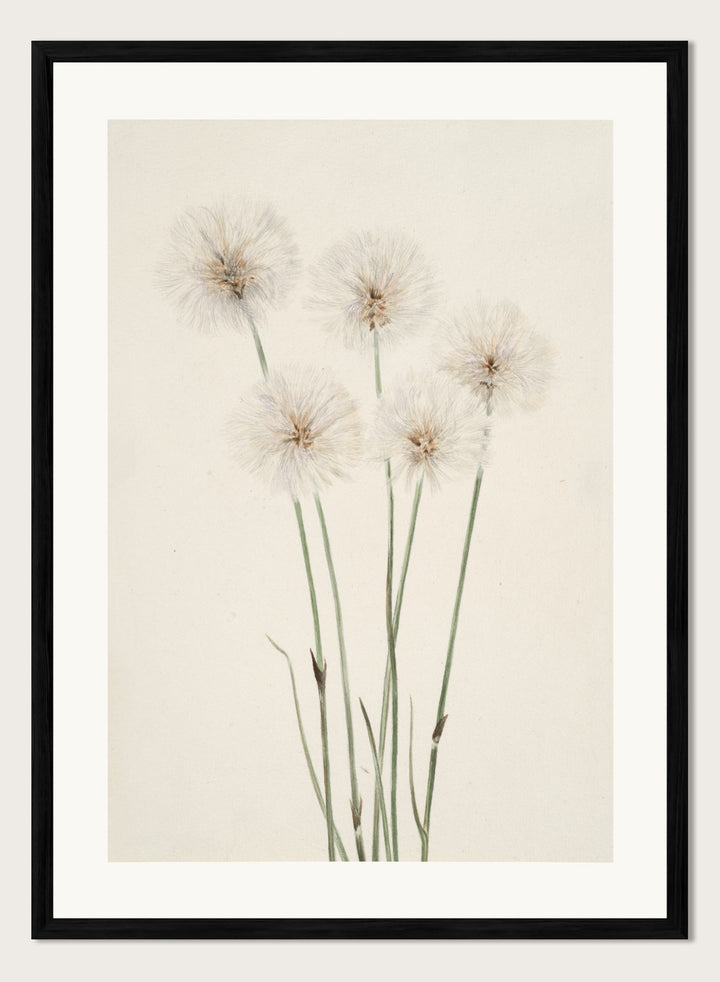 "Slender Cotton-Grass" Art Print
