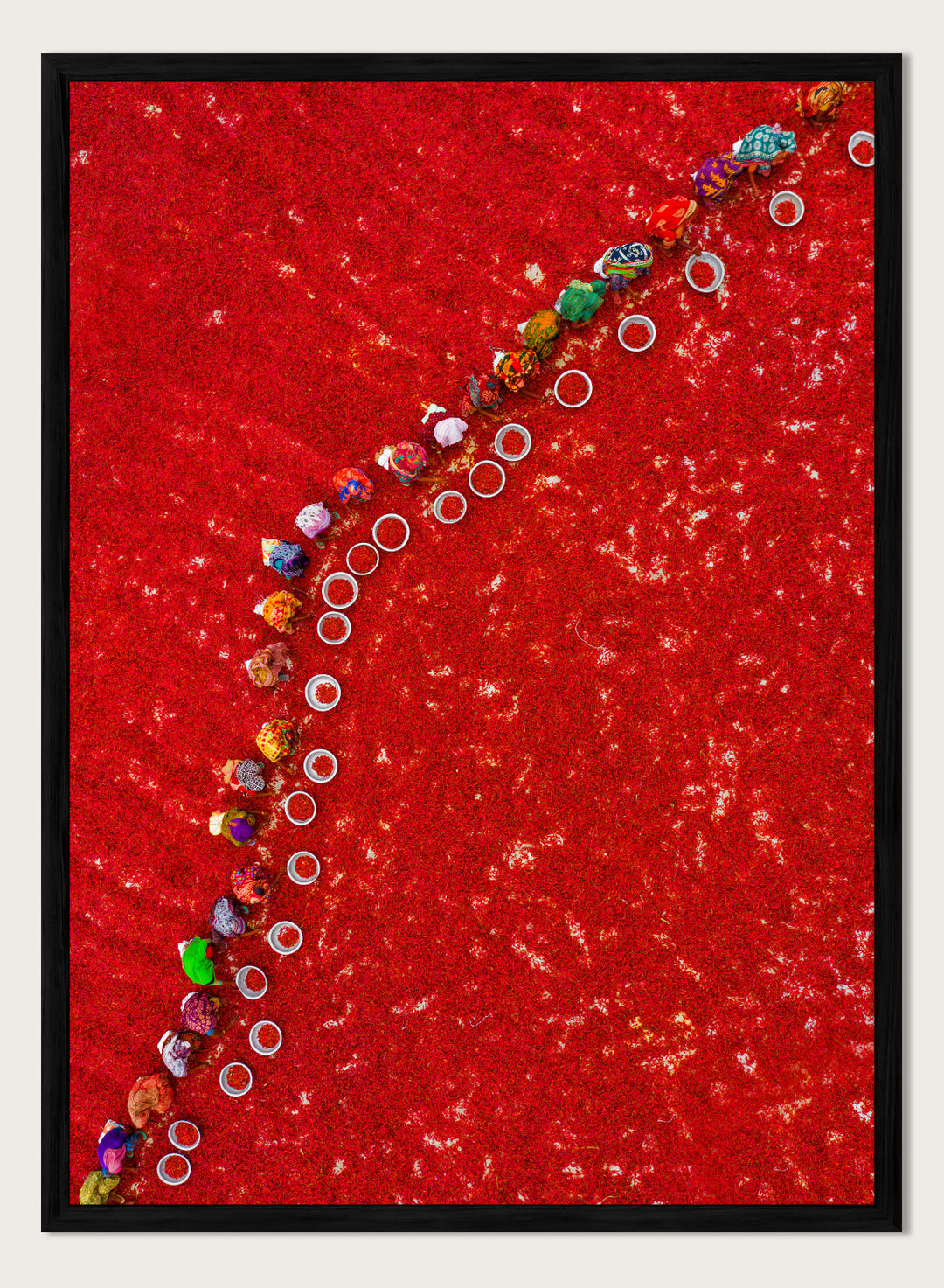 Picking Red Chilies by Azim Khan Ronnie aerial photography print showing workers harvesting red chilli fields Bangladesh, cultural documentary wall art poster