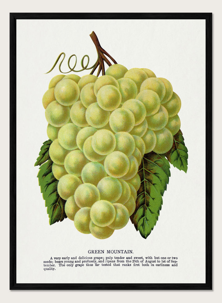Vintage botanical illustration of a grape bunch with green leaves on a white page, captioned &