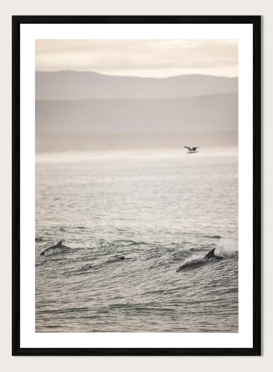 A framed photographic art print depicting dolphins swimming in a misty ocean with a bird flying in the distance. Ocean’s Dance by Shot by Clint ocean photography print featuring dolphins, rolling waves, a flying bird, and hazy coastal hills.
