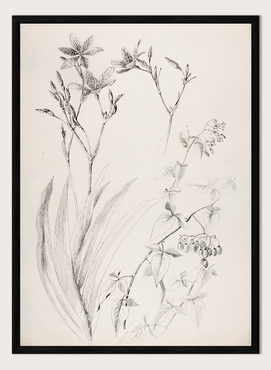 Botanical Study by George Elbert Burr is a vintage pen and ink botanical print of lilies, leaves, and berries, a detailed nature drawing for wall art.