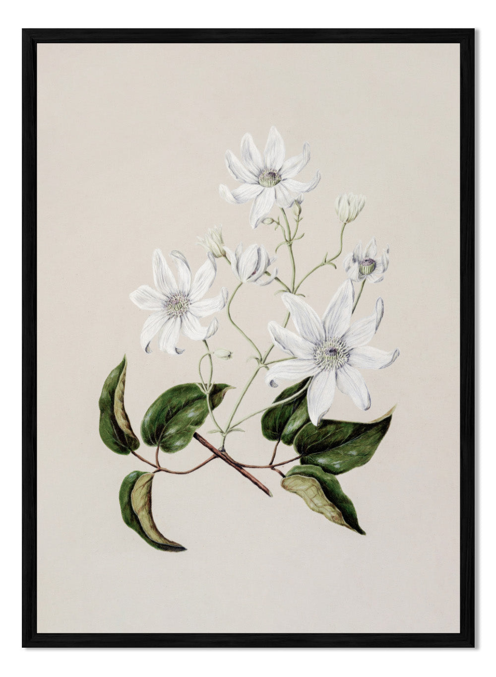 "Puawananga: Clematis Indivisa" Art Print