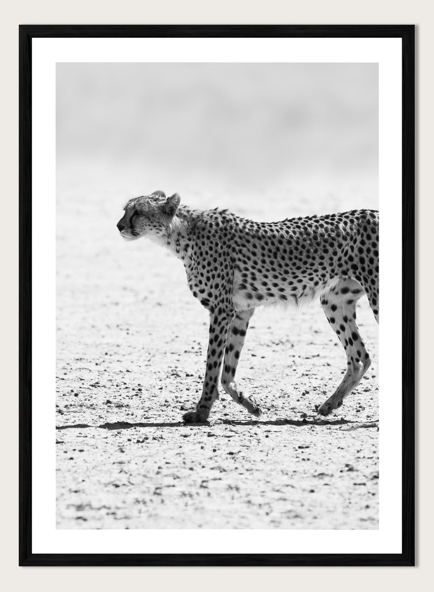 Black and white photographic art print of a cheetah walking across a sandy plain. Silent Pursuit by Shot by Clint black-and-white cheetah photography print featuring focused movement, detailed spots, and powerful wildlife imagery.