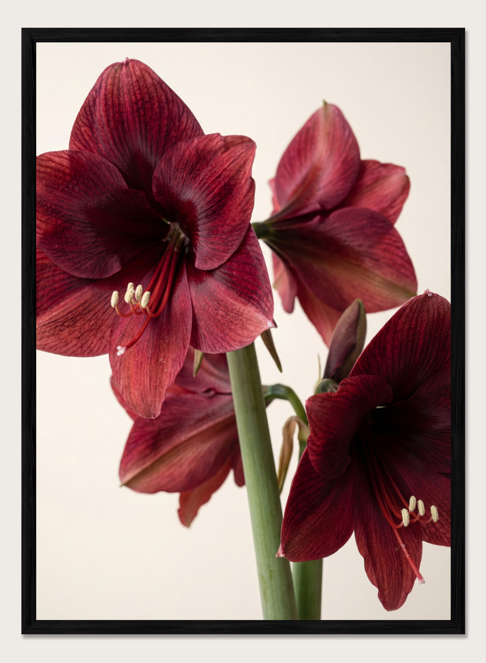 Close-up of dark red amaryllis flowers on a beige background. Red Amaryllis by Andreas Magnusson is a floral photography art print featuring bold red amaryllis flowers, modern botanical wall art style, and officially licensed artwork.