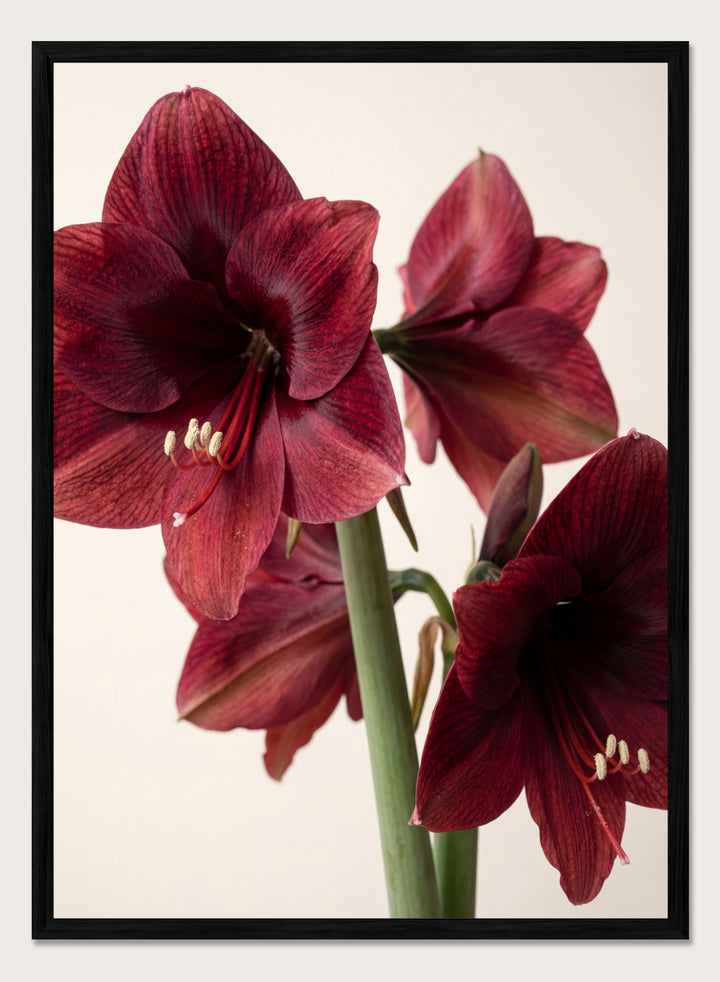 Close-up of dark red amaryllis flowers on a beige background. Red Amaryllis by Andreas Magnusson is a floral photography art print featuring bold red amaryllis flowers, modern botanical wall art style, and officially licensed artwork.