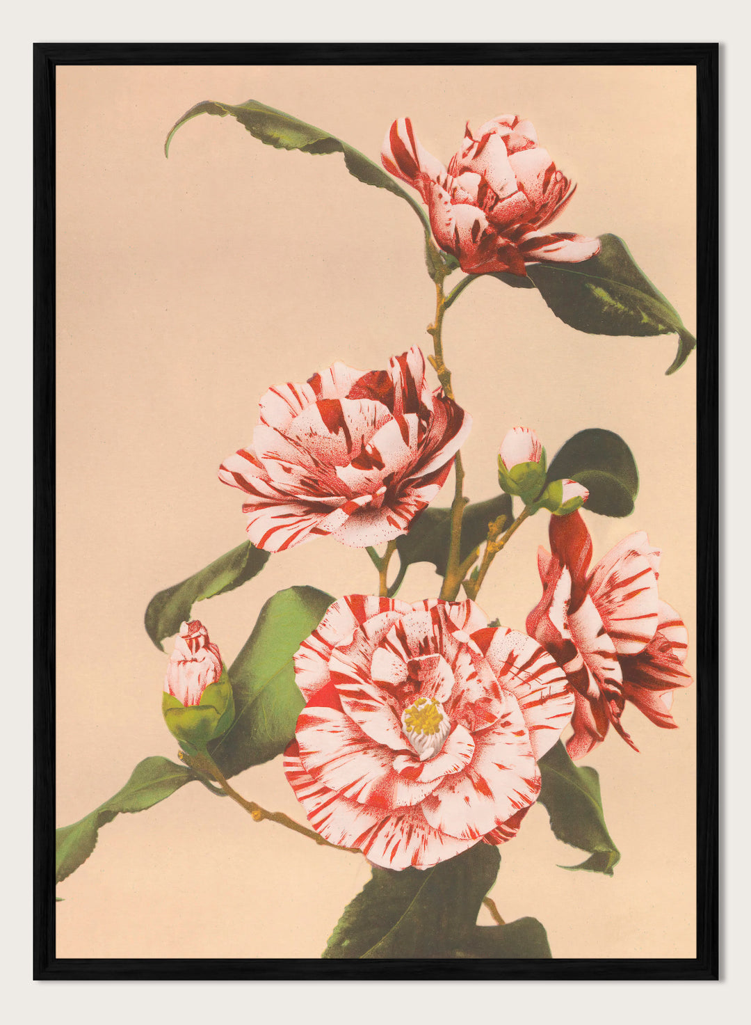 Ogawa Kazumasa Red Striped Camellias Flowers Japanese Art Print OK06B