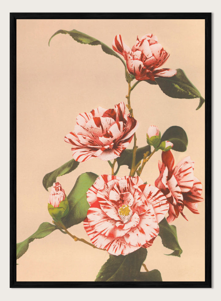 Ogawa Kazumasa Red Striped Camellias Flowers Japanese Art Print OK06B
