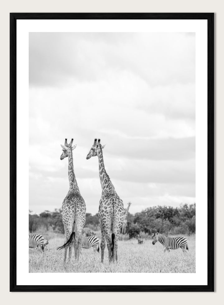 Black and white photographic art print depicting two giraffes in a savanna landscape with zebras and trees under a cloudy sky. Super Safari by Shot by Clint black-and-white wildlife photography print featuring two giraffes standing among zebras in the South African grasslands.