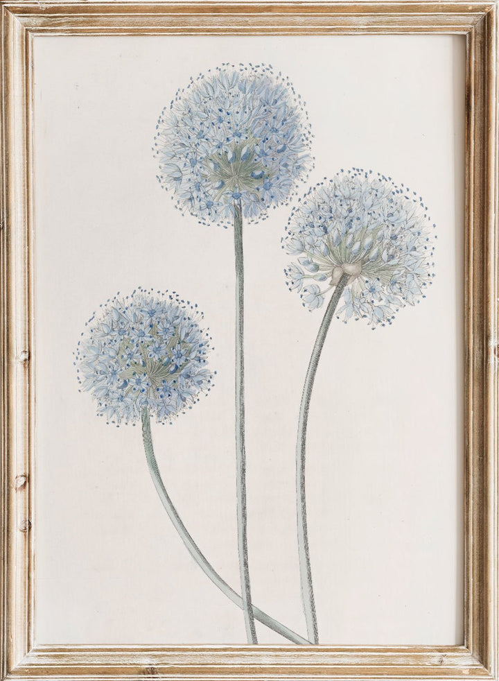 "Blue Leek" Art Print_Sugar & Canvas