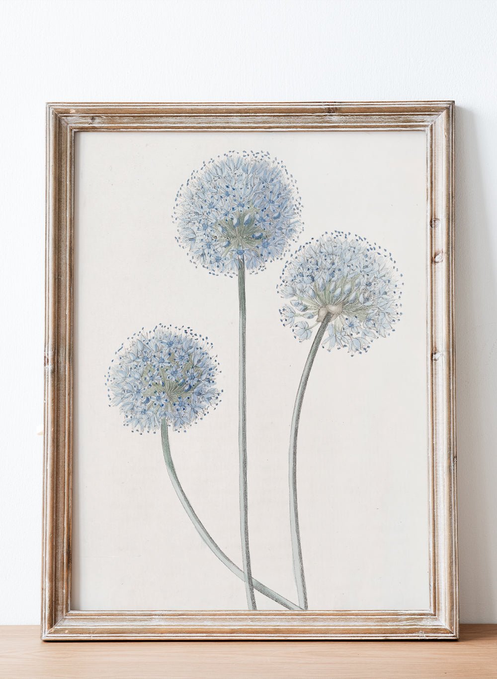 "Blue Leek" Art Print_Sugar & Canvas