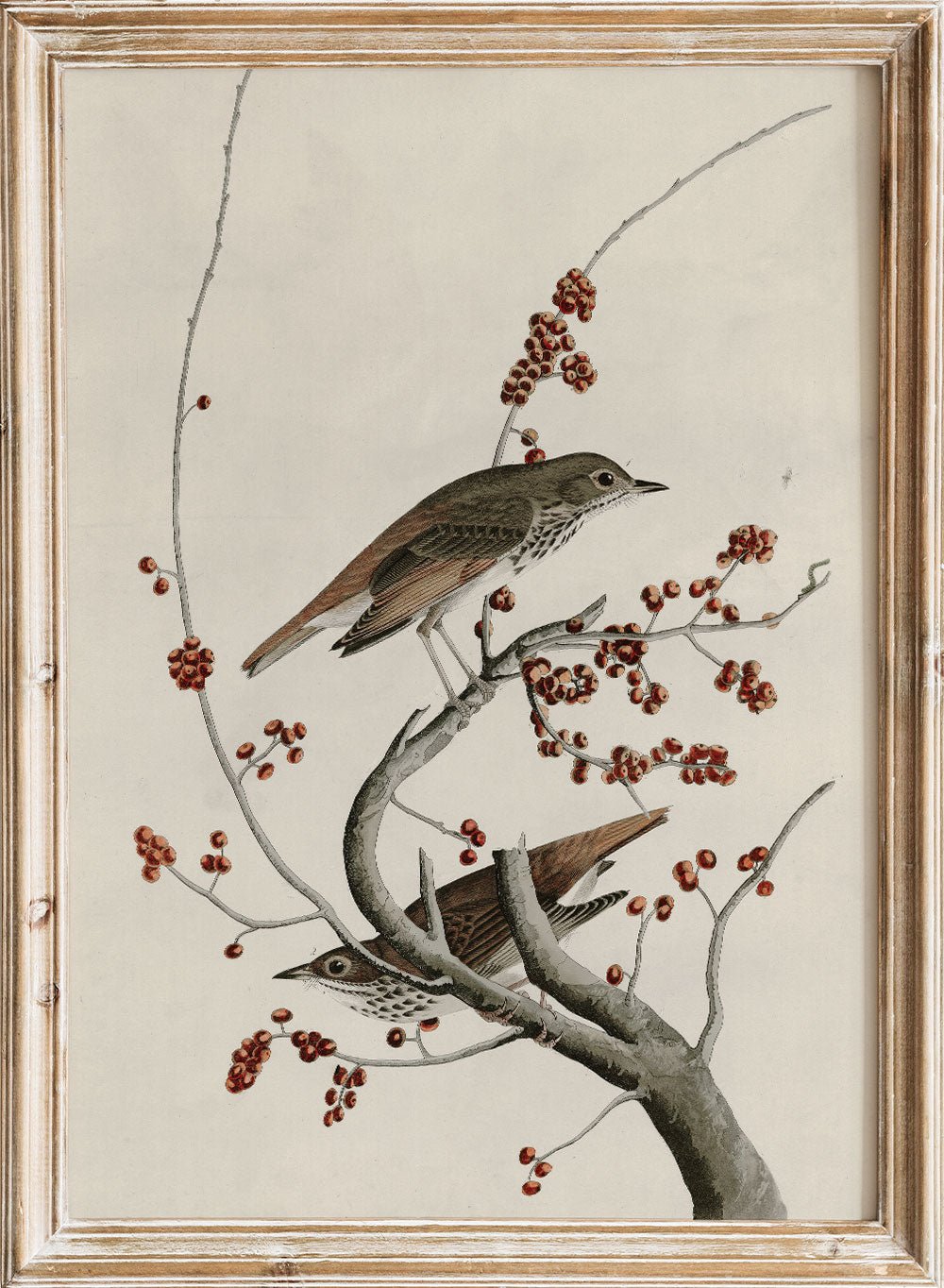 "Hermit Thrush" Art Print_Sugar & Canvas