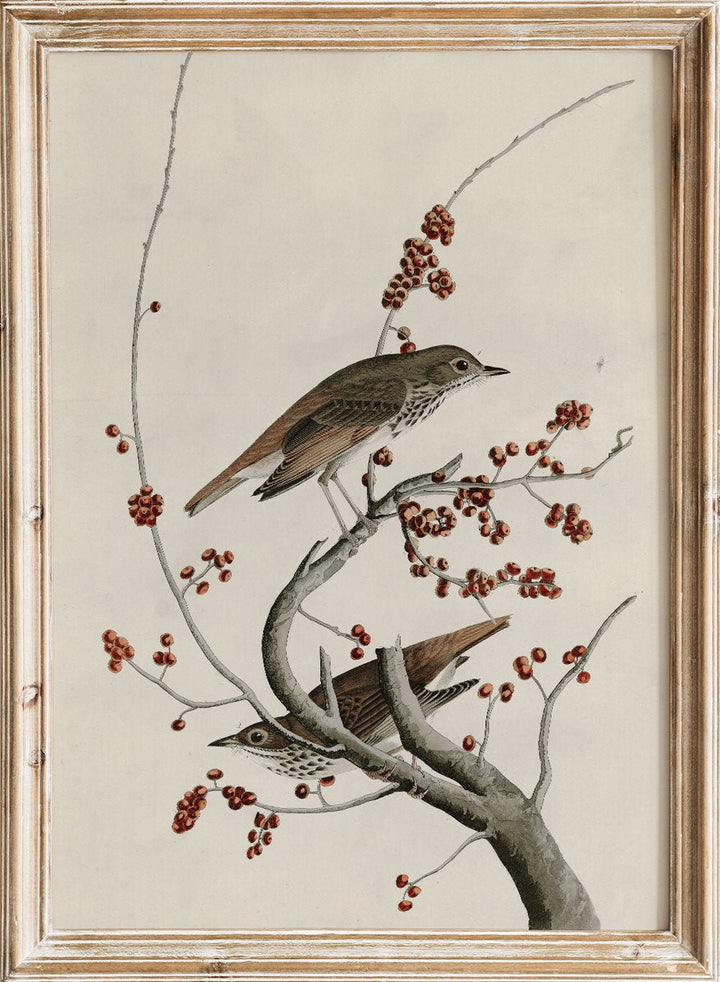 "Hermit Thrush" Art Print_Sugar & Canvas