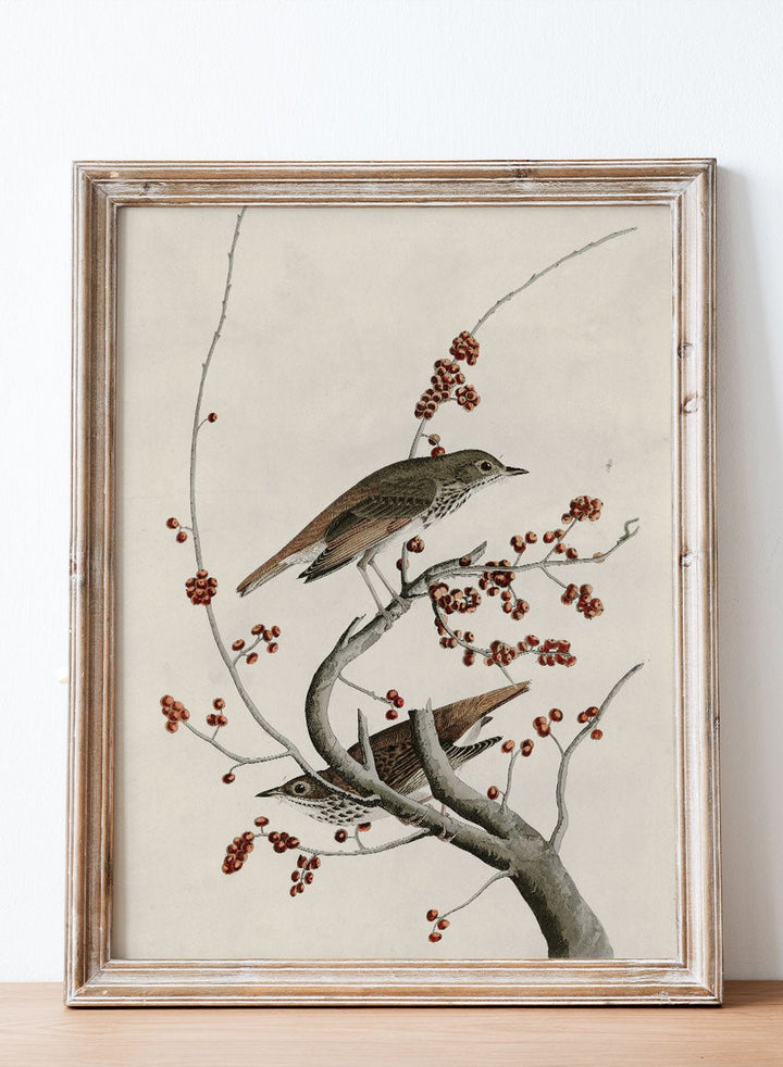 "Hermit Thrush" Art Print_Sugar & Canvas