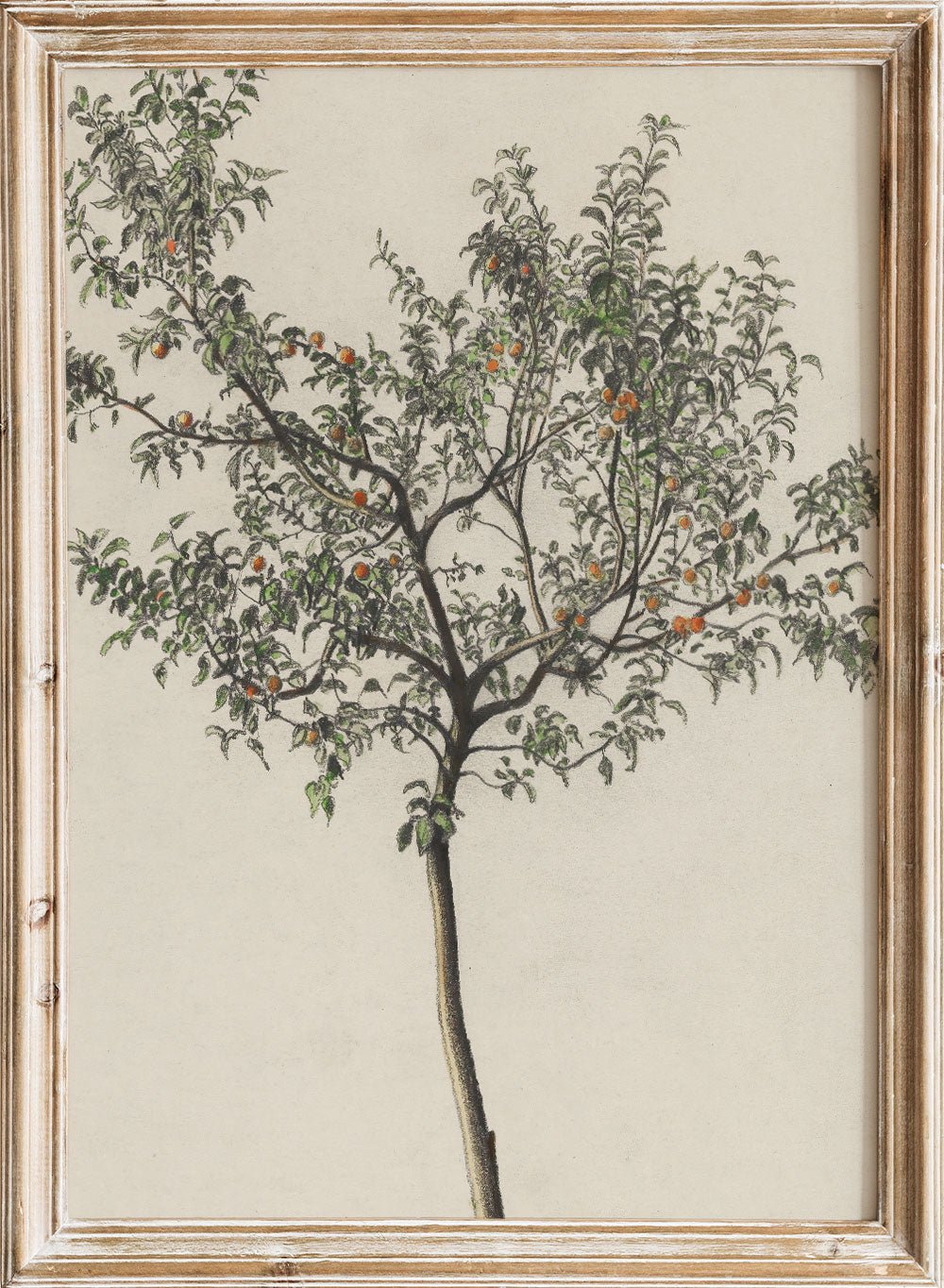 "Fruit Tree" Art Print_Sugar & Canvas