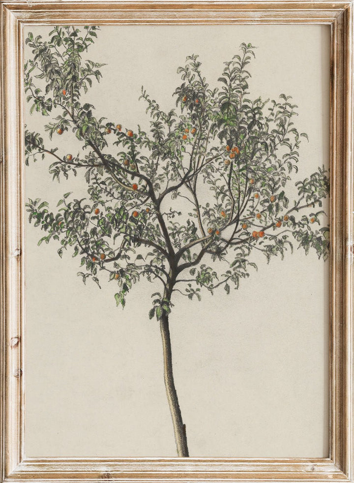 "Fruit Tree" Art Print_Sugar & Canvas