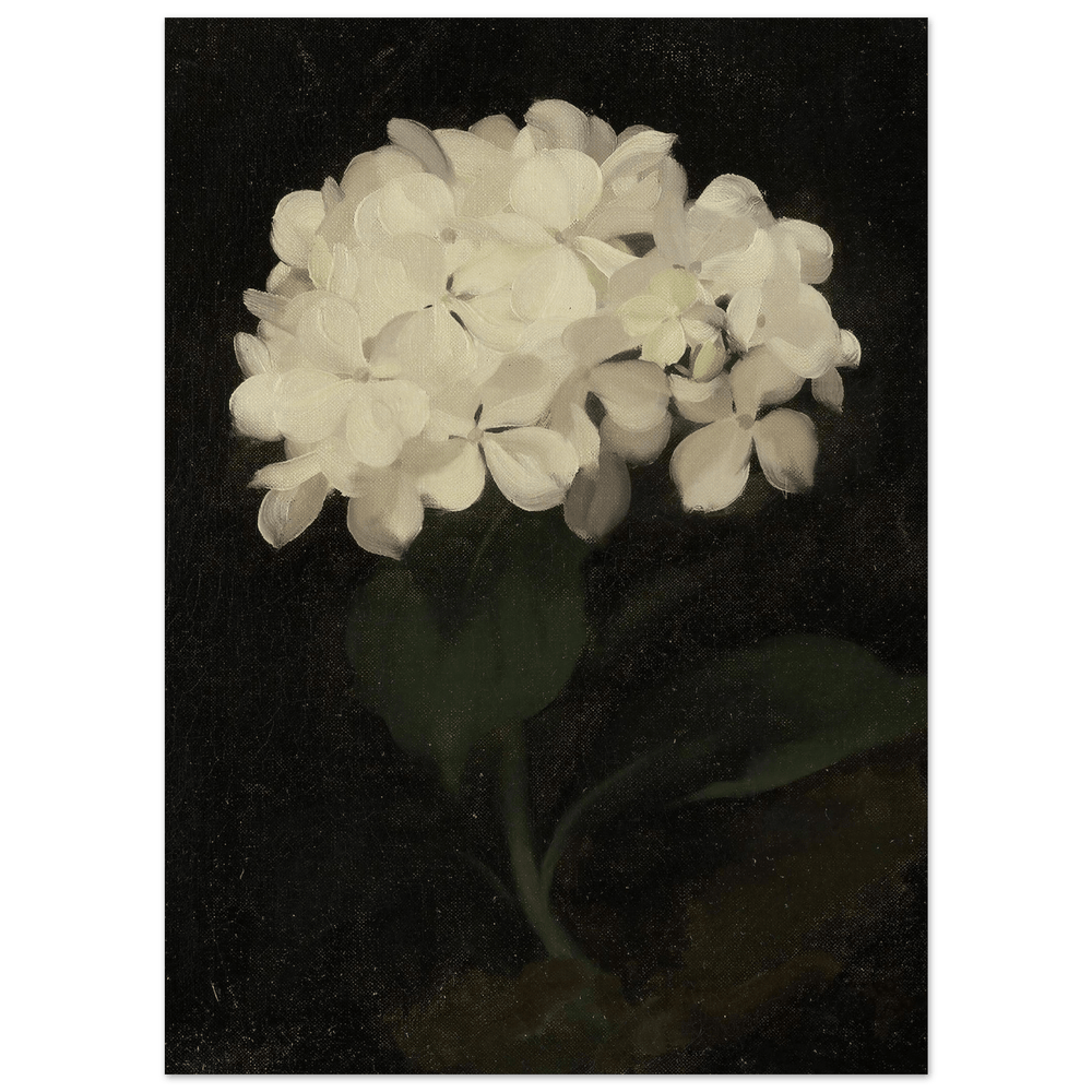 "White Hydrangea" Art Print_Sugar & Canvas