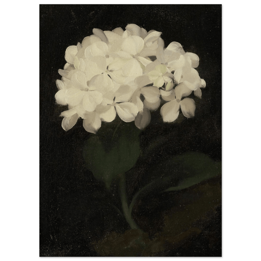 "White Hydrangea" Art Print_Sugar & Canvas