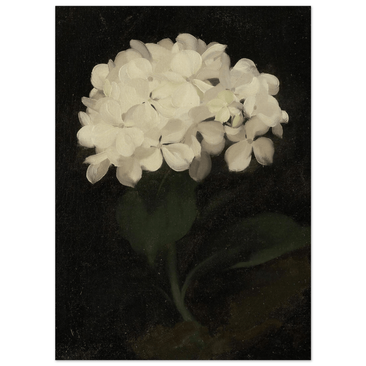 "White Hydrangea" Art Print_Sugar & Canvas