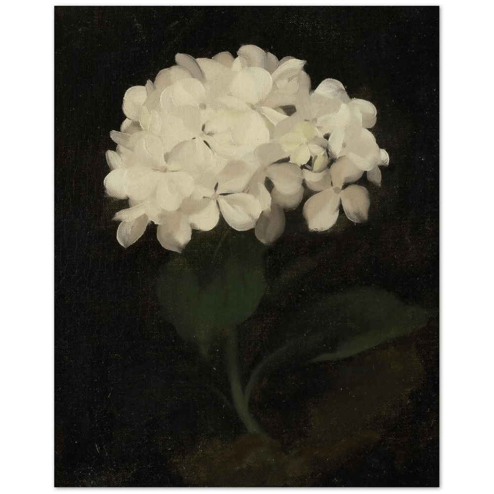 "White Hydrangea" Art PrintVP58Sugar & Canvas