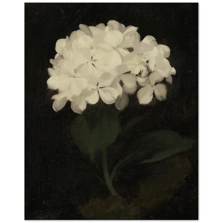 "White Hydrangea" Art PrintVP58Sugar & Canvas