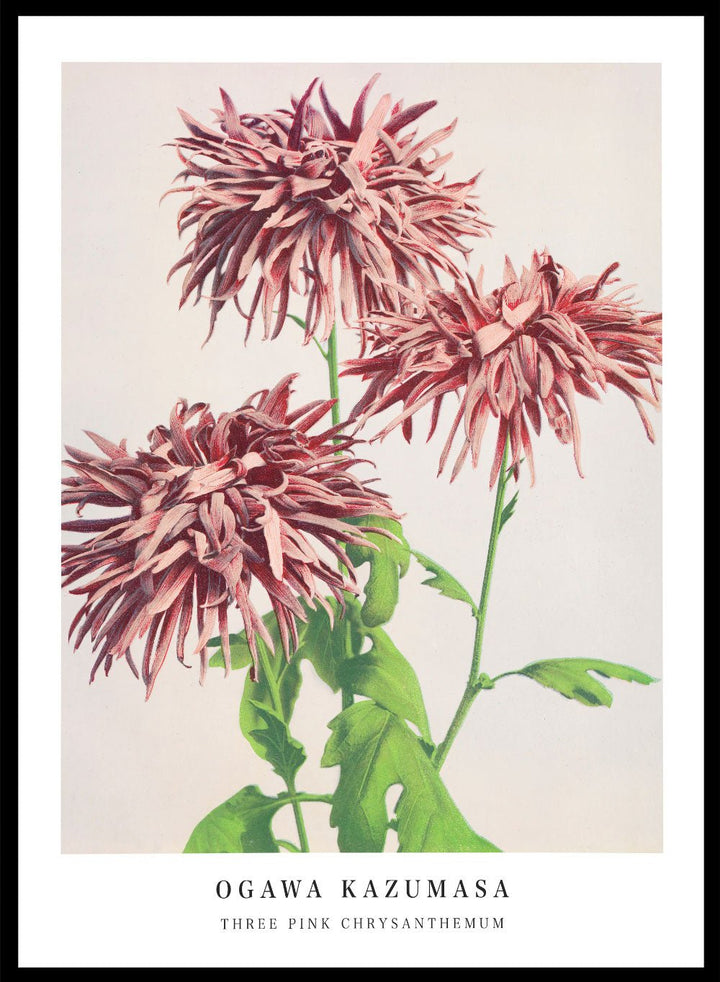 Ogawa Kazumasa Pink Chrysanthemum Flowers Japanese Art Print OK07_Sugar & Canvas