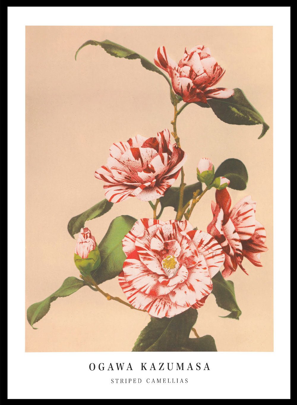 Ogawa Kazumasa Red Striped Camellias Flowers Japanese Art Print OK06_Sugar & Canvas