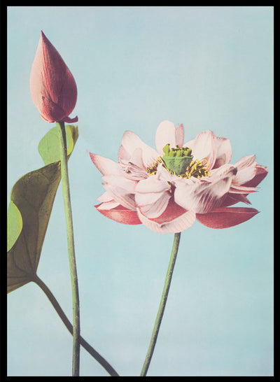 Ogawa Kazumasa Lotus Flowers Vintage Japanese Photograph Botanical Art Print | Antique Japanese Floral Painting, Japanese Poster, 小川 一眞