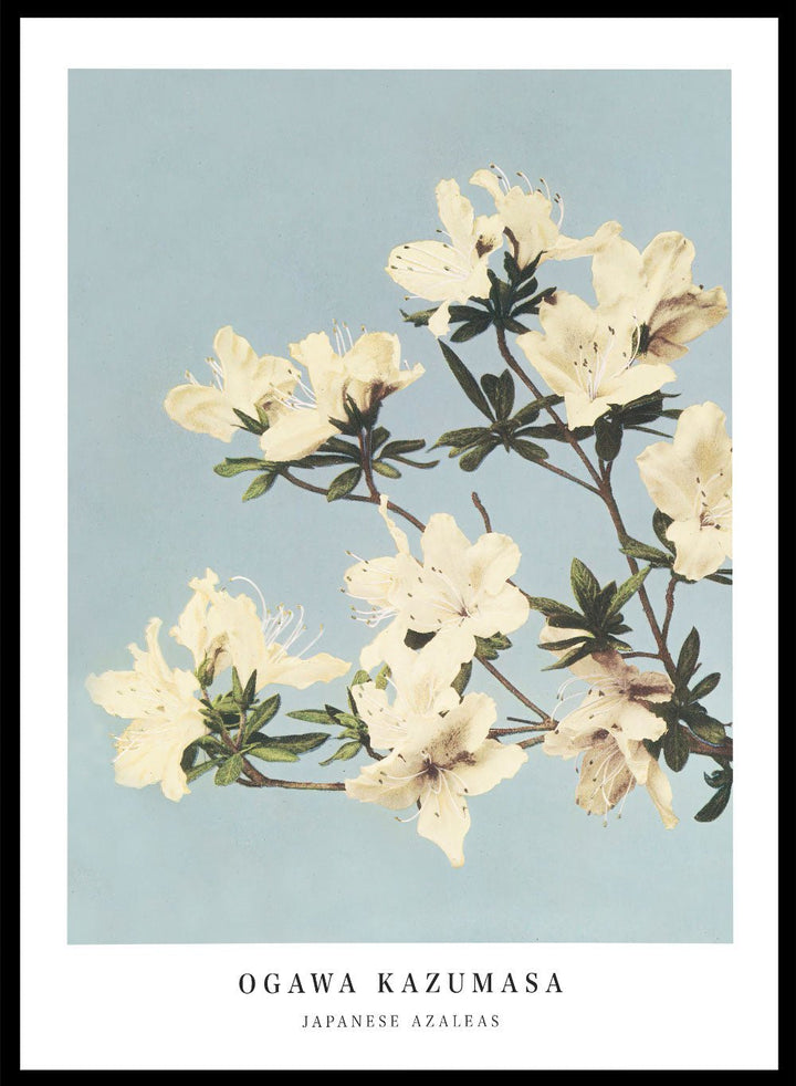 Ogawa Kazumasa White Azaleas Flowers Japanese Art Print OK04_Sugar & Canvas