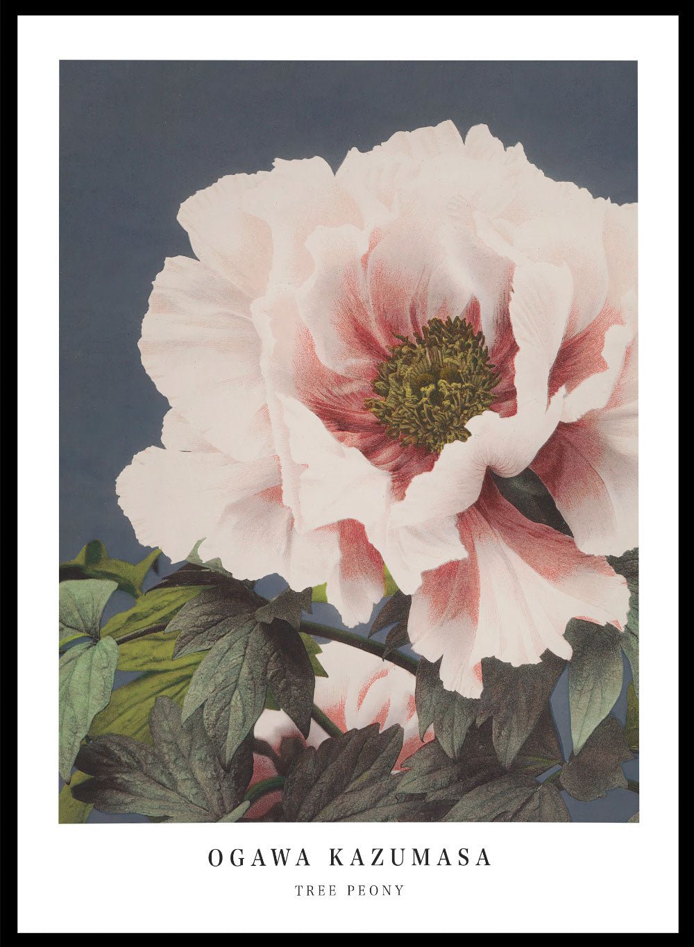 Ogawa Kazumasa Tree Peony Flowers Japanese Art Print OK02_Sugar & Canvas