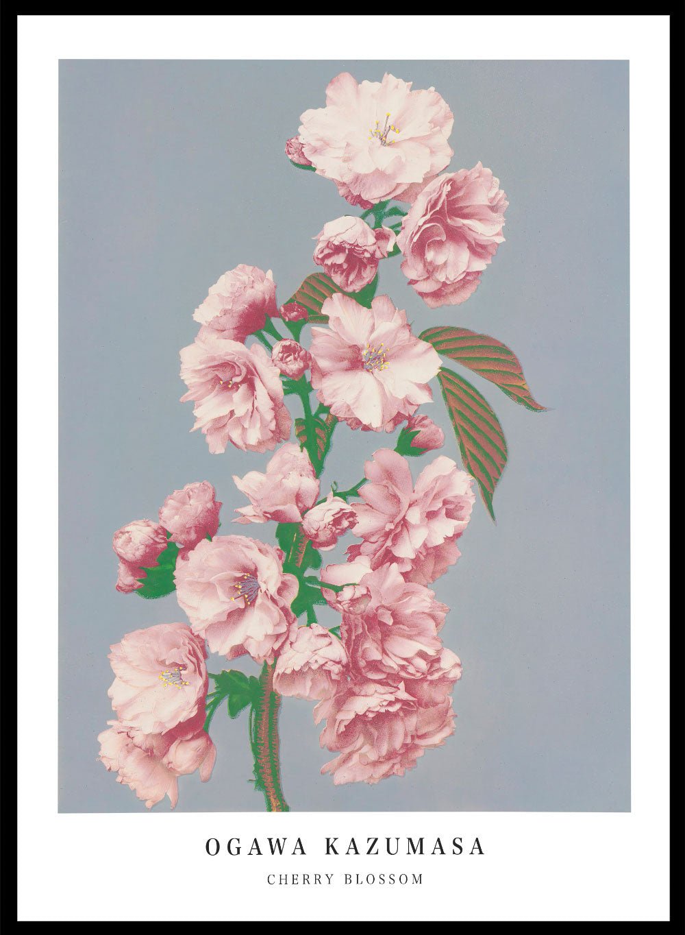 Ogawa Kazumasa Pink Cherry Blossom Flowers Japanese Art Print OK05_Sugar & Canvas